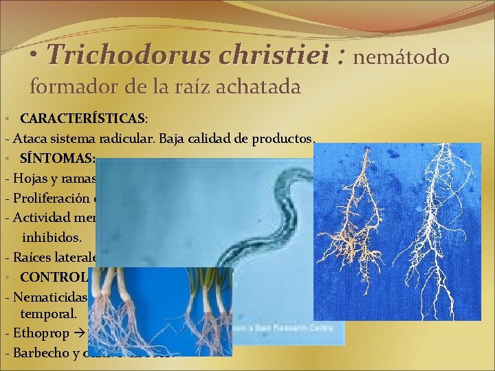  • Trichodorus christiei : nemátodo formador de la raíz achatada • CARACTERÍSTICAS: -