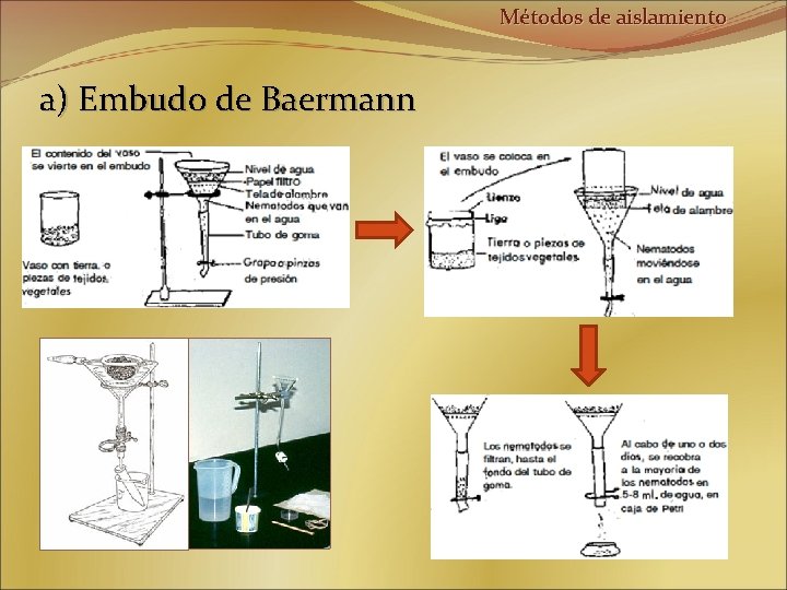 Métodos de aislamiento a) Embudo de Baermann 