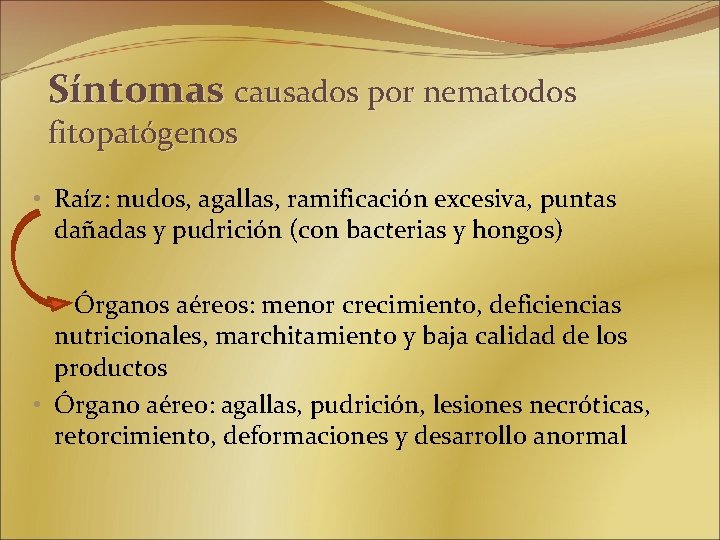 Síntomas causados por nematodos fitopatógenos • Raíz: nudos, agallas, ramificación excesiva, puntas dañadas y