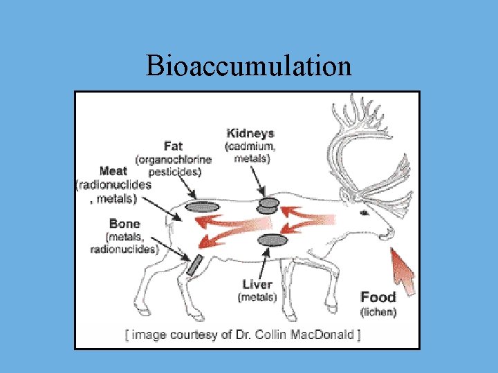 Bioaccumulation 