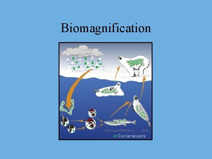 Biomagnification 