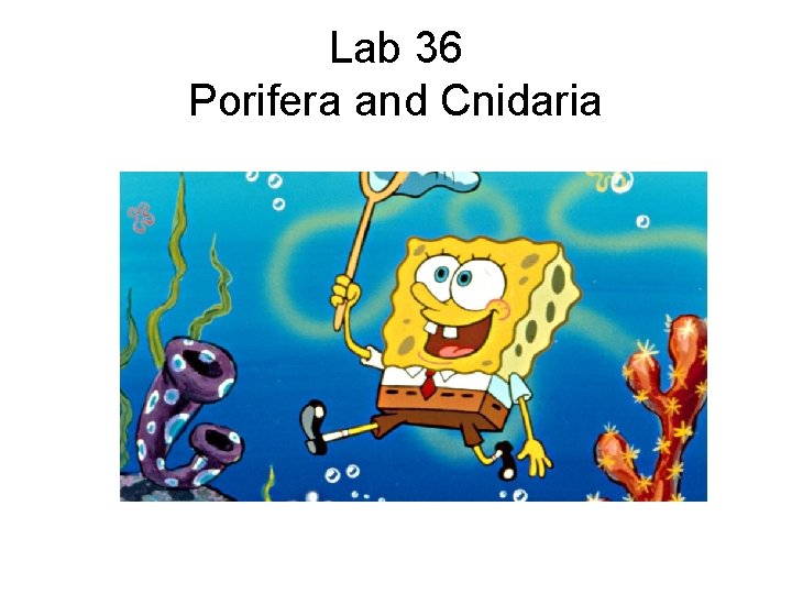 Lab 36 Porifera and Cnidaria 