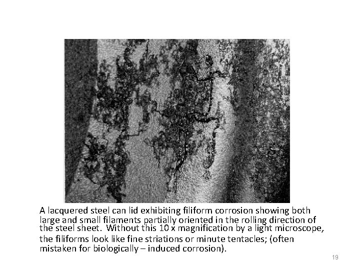 A lacquered steel can lid exhibiting filiform corrosion showing both large and small filaments