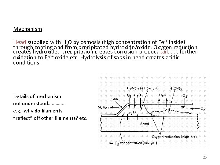 Mechanism Head supplied with H 2 O by osmosis (high concentration of Fe 2+