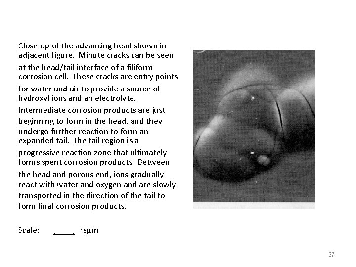 Close-up of the advancing head shown in adjacent figure. Minute cracks can be seen