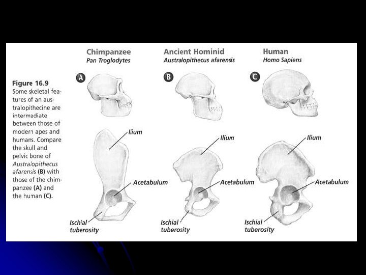 Proarticulates PRIMATE EVOLUTION Take out a sheet of paper