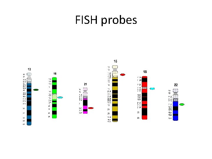FISH probes 