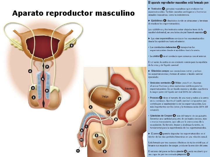 Aparato reproductor masculino 