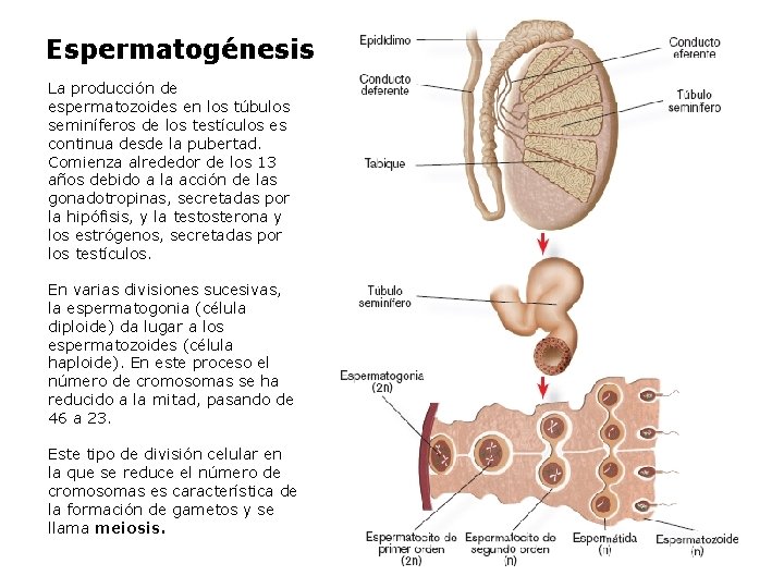 Espermatogénesis La producción de espermatozoides en los túbulos seminíferos de los testículos es continua