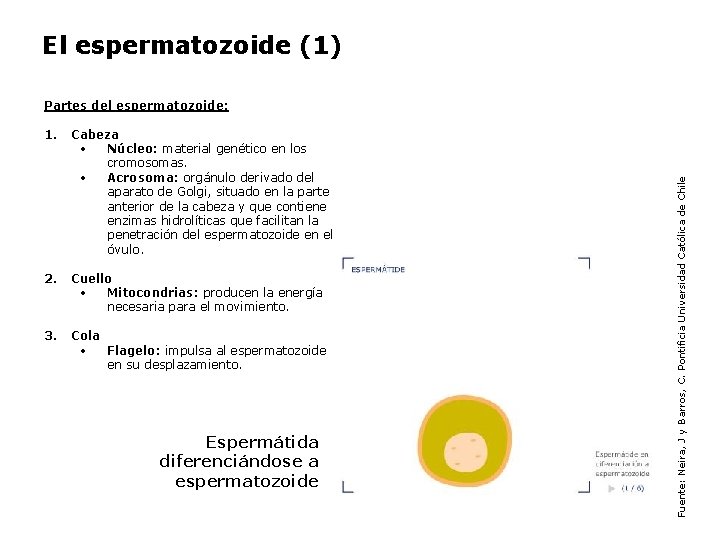 El espermatozoide (1) 1. Cabeza • Núcleo: material genético en los cromosomas. • Acrosoma: