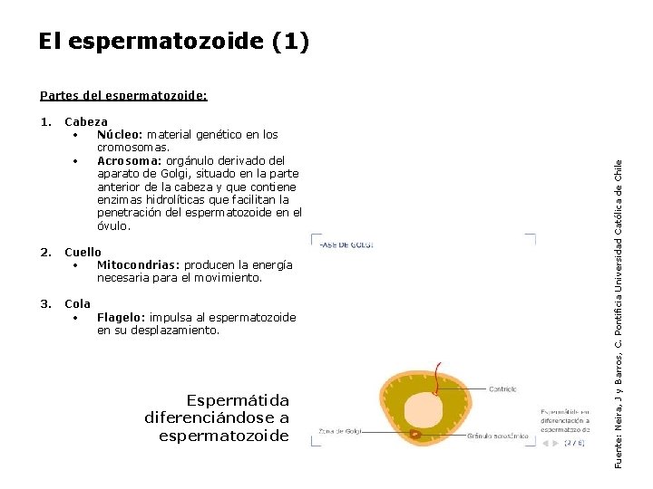 El espermatozoide (1) 1. Cabeza • Núcleo: material genético en los cromosomas. • Acrosoma: