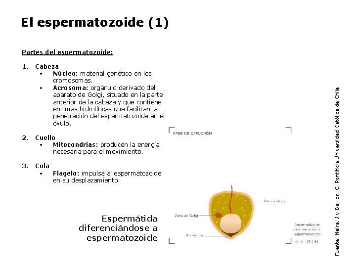 El espermatozoide (1) 1. Cabeza • Núcleo: material genético en los cromosomas. • Acrosoma: