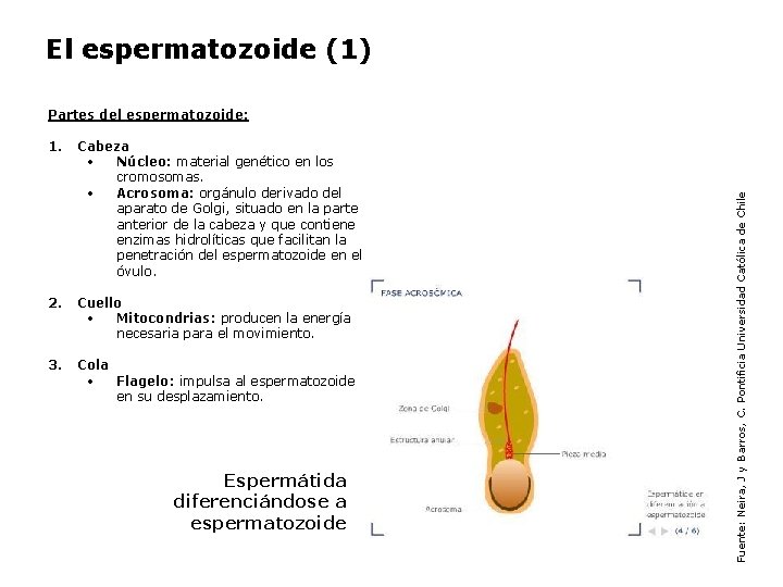 El espermatozoide (1) 1. Cabeza • Núcleo: material genético en los cromosomas. • Acrosoma: