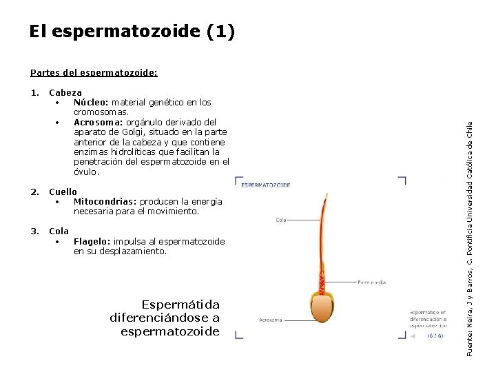 El espermatozoide (1) 1. Cabeza • Núcleo: material genético en los cromosomas. • Acrosoma:
