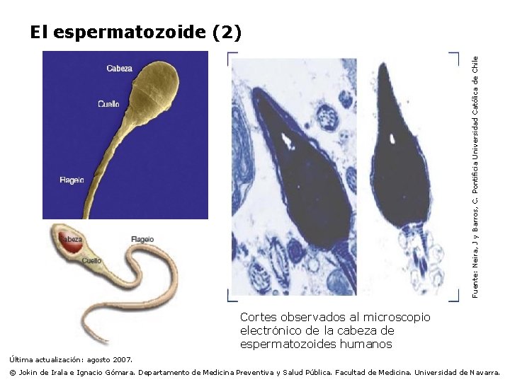Fuente: Neira, J y Barros, C. Pontificia Universidad Católica de Chile El espermatozoide (2)