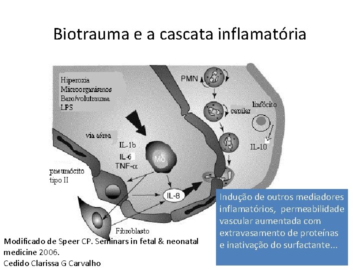 Biotrauma e a cascata inflamatória Modificado de Speer CP. Seminars in fetal & neonatal