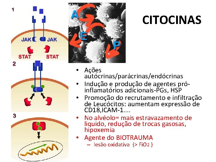 CITOCINAS • Ações autócrinas/parácrinas/endócrinas • Indução e produção de agentes próinflamatórios adicionais-PGs, HSP •