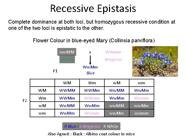 Recessive Epistasis Complete dominance at both loci, but homozygous recessive condition at one of