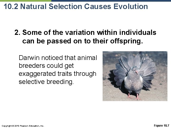 10. 2 Natural Selection Causes Evolution 2. Some of the variation within individuals can