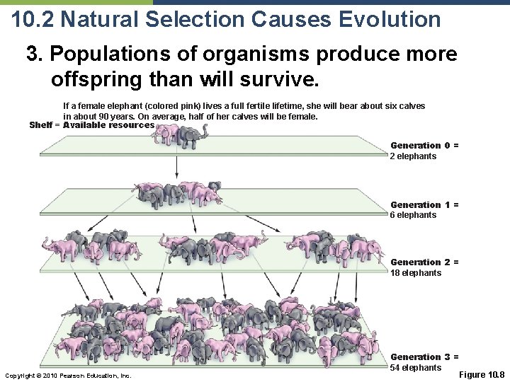 10. 2 Natural Selection Causes Evolution 3. Populations of organisms produce more offspring than