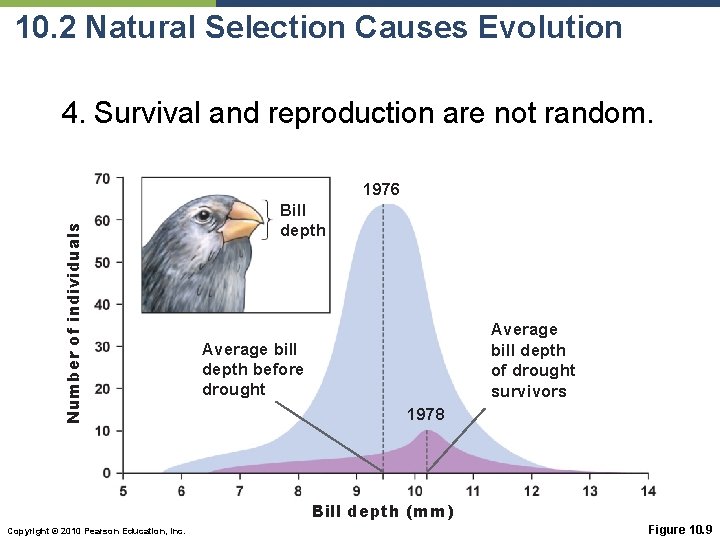 10. 2 Natural Selection Causes Evolution 4. Survival and reproduction are not random. Number