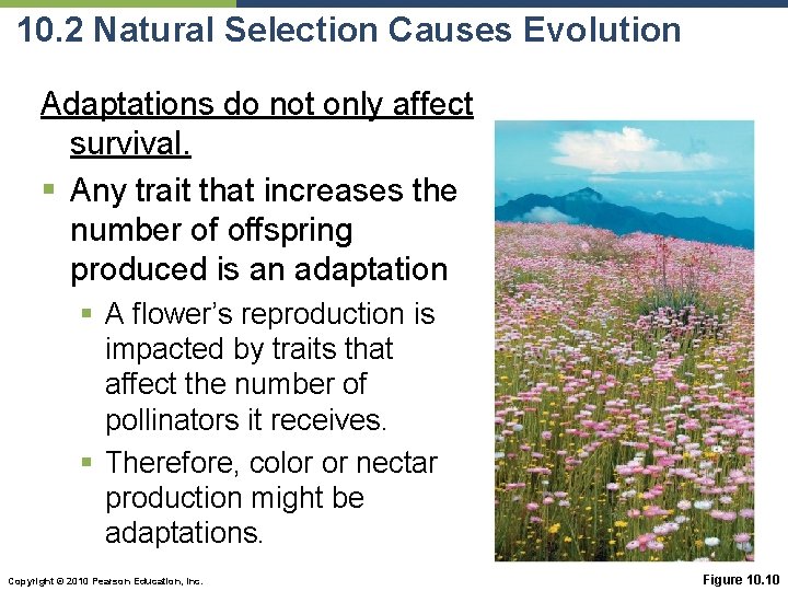 10. 2 Natural Selection Causes Evolution Adaptations do not only affect survival. § Any