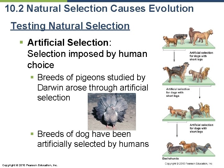 10. 2 Natural Selection Causes Evolution Testing Natural Selection § Artificial Selection: Selection imposed