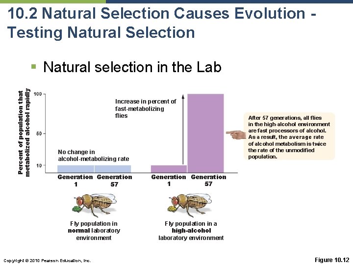 10. 2 Natural Selection Causes Evolution Testing Natural Selection Percent of population that metabolized