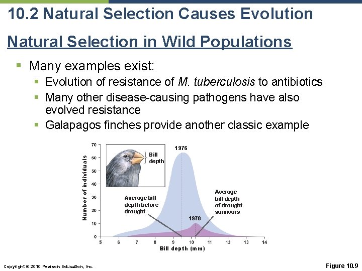 10. 2 Natural Selection Causes Evolution Natural Selection in Wild Populations § Many examples