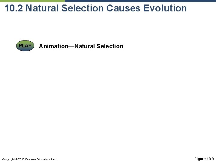 10. 2 Natural Selection Causes Evolution PLAY Animation—Natural Selection Copyright © 2010 Pearson Education,