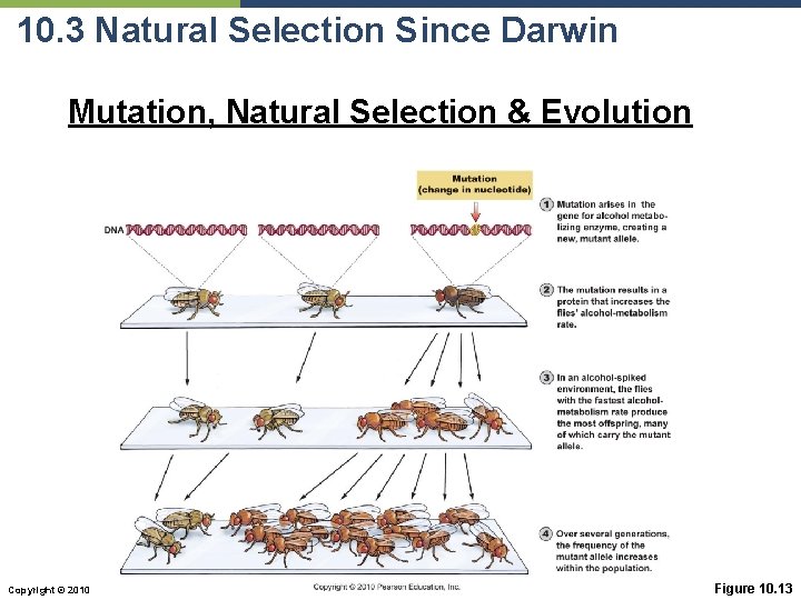 10. 3 Natural Selection Since Darwin Mutation, Natural Selection & Evolution Copyright © 2010