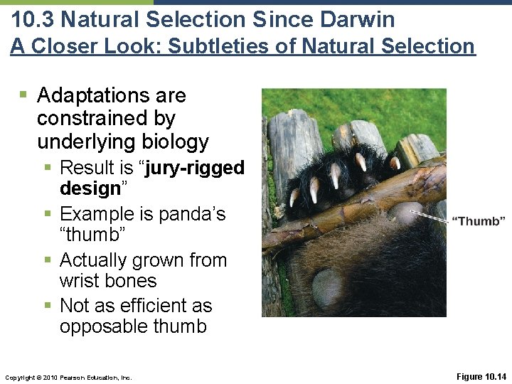 10. 3 Natural Selection Since Darwin A Closer Look: Subtleties of Natural Selection §
