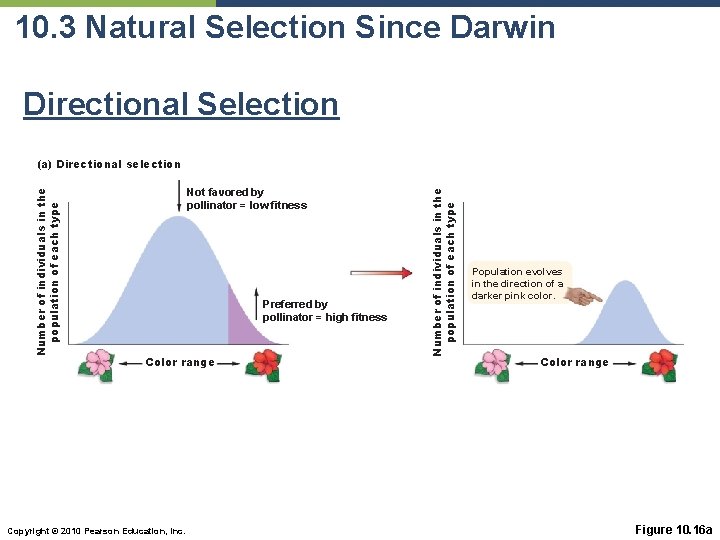 10. 3 Natural Selection Since Darwin Directional Selection Not favored by pollinator = low