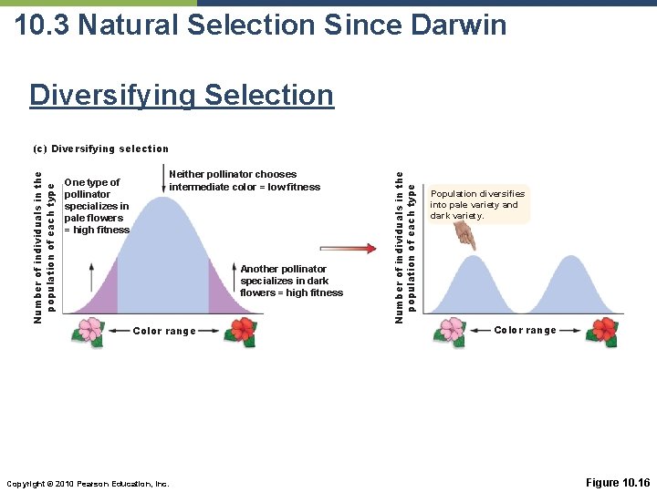 10. 3 Natural Selection Since Darwin Diversifying Selection Neither pollinator chooses intermediate color =