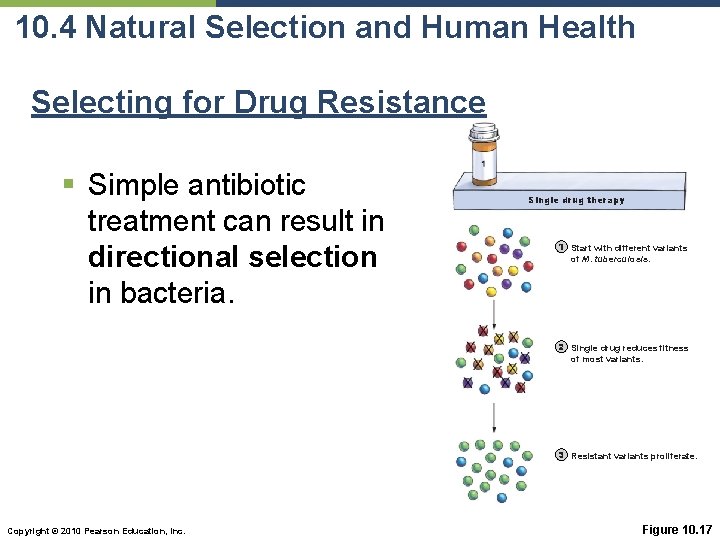 10. 4 Natural Selection and Human Health Selecting for Drug Resistance § Simple antibiotic