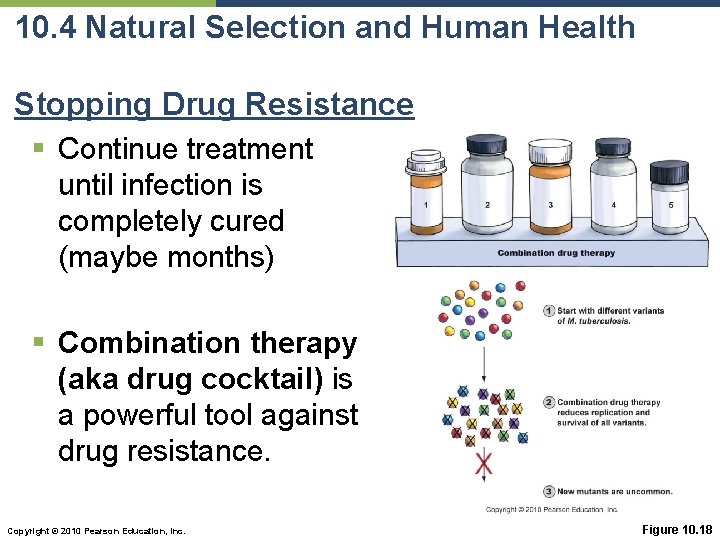 10. 4 Natural Selection and Human Health Stopping Drug Resistance § Continue treatment until