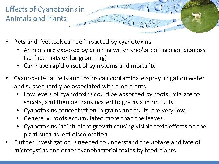 Effects of Cyanotoxins in Animals and Plants • Pets and livestock can be impacted