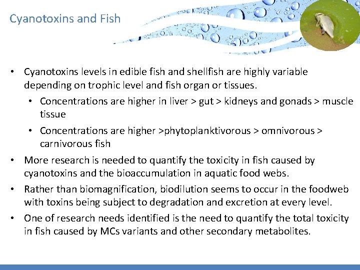 Cyanotoxins and Fish • Cyanotoxins levels in edible fish and shellfish are highly variable