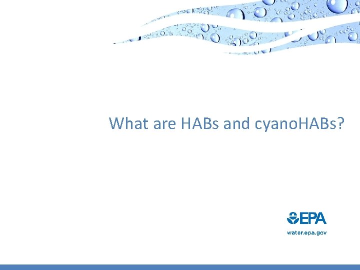 What are HABs and cyano. HABs? 