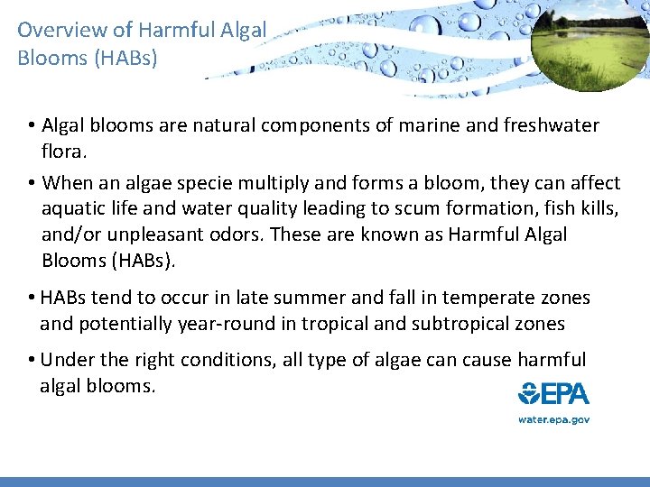 Overview of Harmful Algal Blooms (HABs) • Algal blooms are natural components of marine