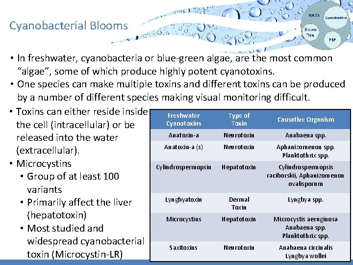 Cyanobacterial Blooms • In freshwater, cyanobacteria or blue-green algae, are the most common “algae”,