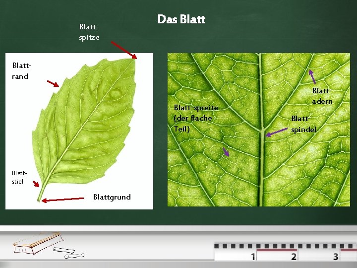 Blattspitze Das Blattrand Blatt-spreite (der flache Teil) Blattstiel Blattgrund Blattadern Blattspindel 