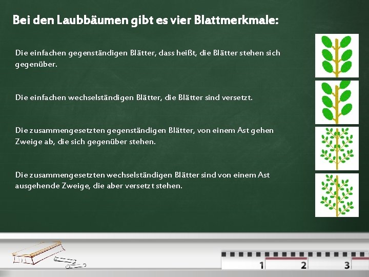 Bei den Laubbäumen gibt es vier Blattmerkmale: Die einfachen gegenständigen Blätter, dass heißt, die