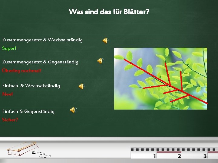 Was sind das für Blätter? Zusammengesetzt & Wechselständig Super! Zusammengesetzt & Gegenständig Überleg nochmal!