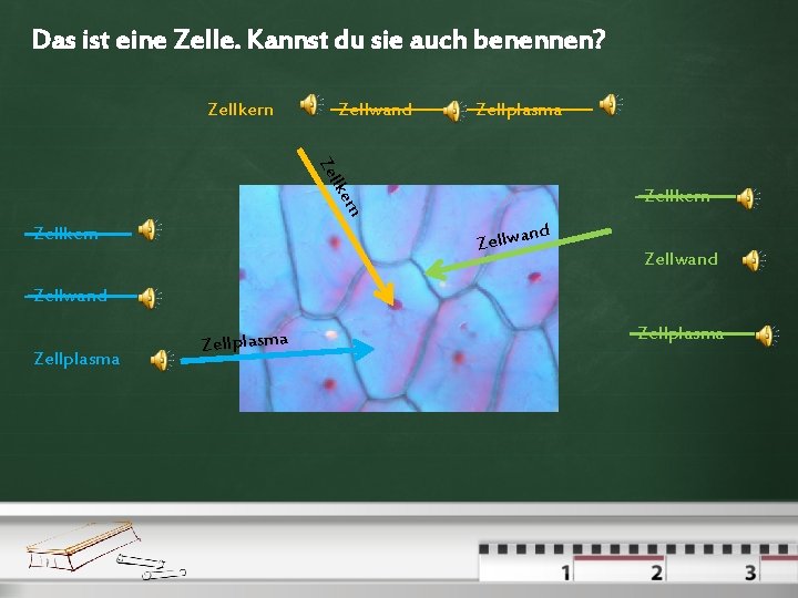 Das ist eine Zelle. Kannst du sie auch benennen? Zellkern Zellwand Zellplasma ll Ze Das ist eine Zelle. Kannst du sie auch benennen? Zellkern Zellwand Zellplasma ll Ze