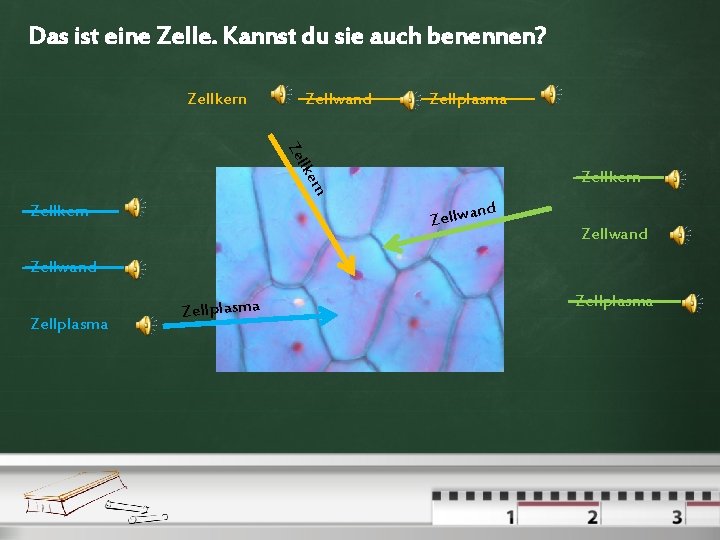 Das ist eine Zelle. Kannst du sie auch benennen? Zellkern Zellwand Zellplasma ll Ze