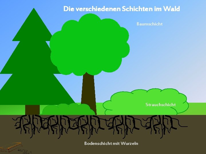 Die verschiedenen Schichten im Wald Baumschicht Strauchschicht Krautschicht Bodenschicht mit Wurzeln Moosschicht 