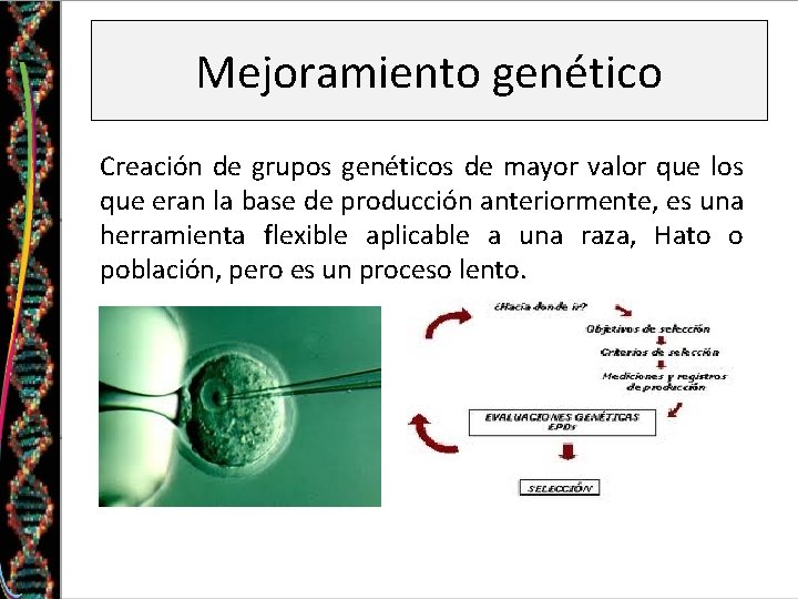 Mejoramiento genético Creación de grupos genéticos de mayor valor que los que eran la