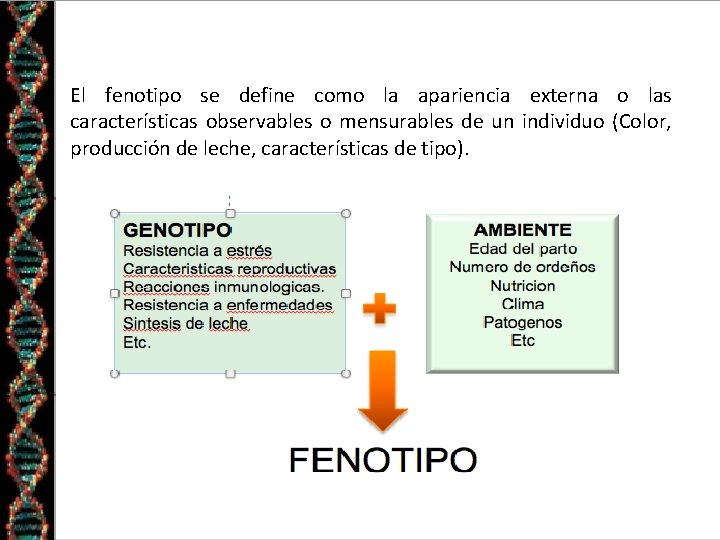 • El fenotipo se define como la apariencia externa o las características observables • El fenotipo se define como la apariencia externa o las características observables