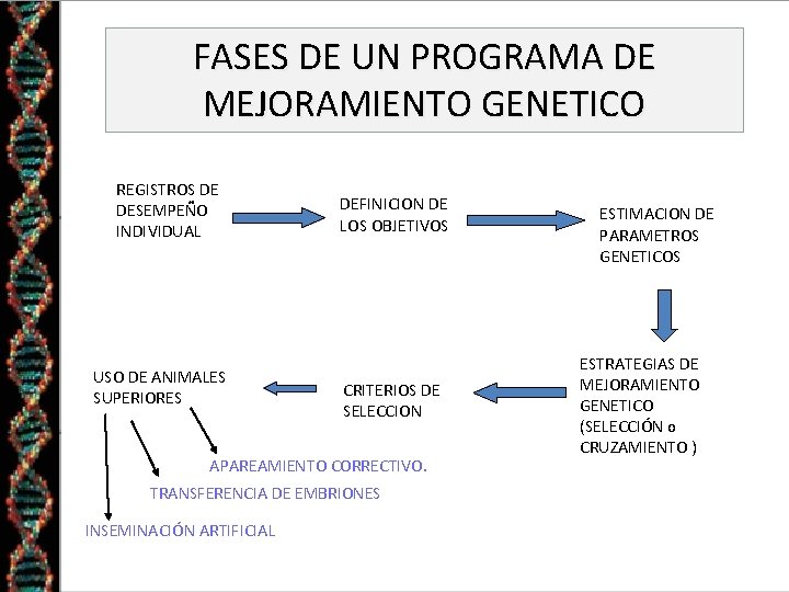 FASES DE UN PROGRAMA DE MEJORAMIENTO GENETICO REGISTROS DE DESEMPEÑO INDIVIDUAL USO DE ANIMALES